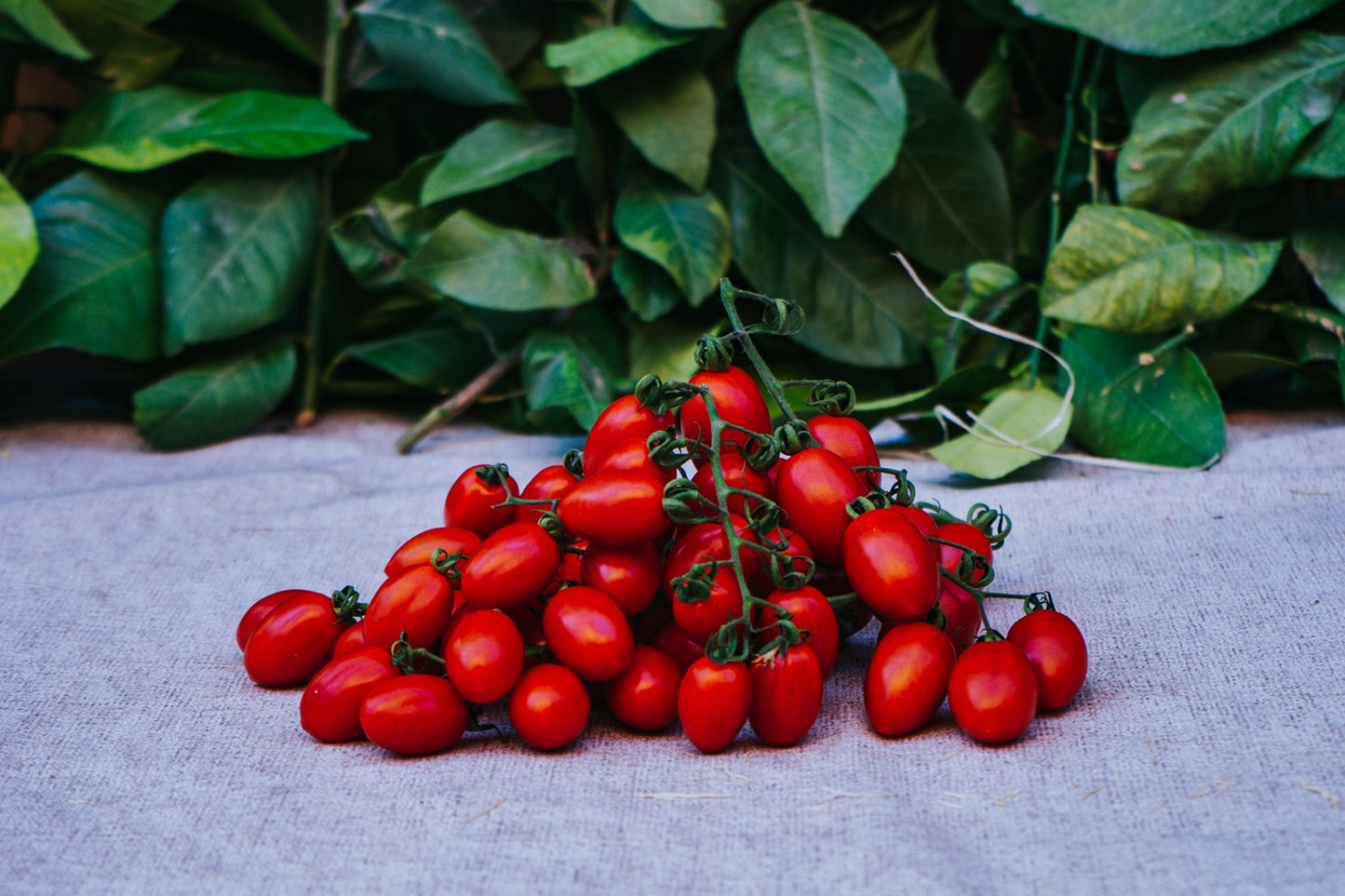 Tomate Cherry Lobello